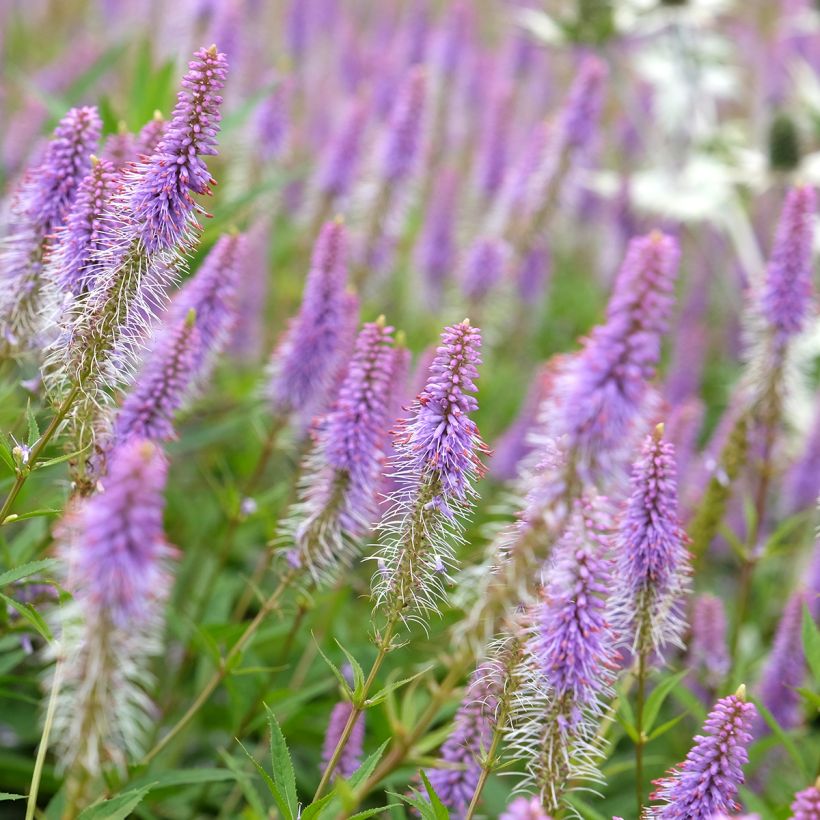 Veronicastrum virginicum Fascination - Véronique de Virginie (Flowering)