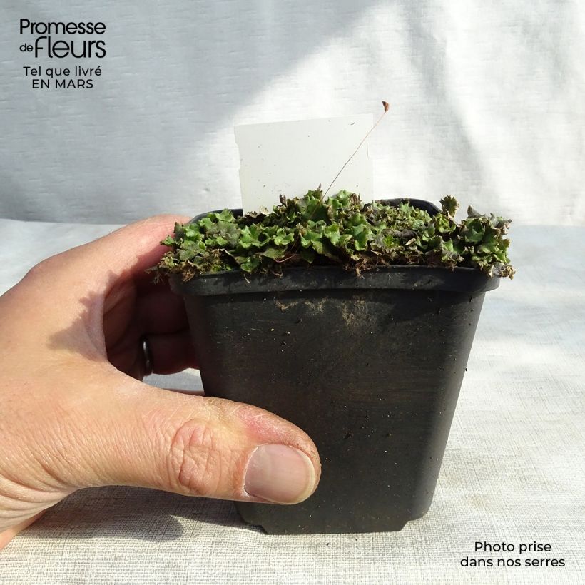 Example of Veronicastrum virginicum Green Tip Godet de 8/9 cm as you get in hiver