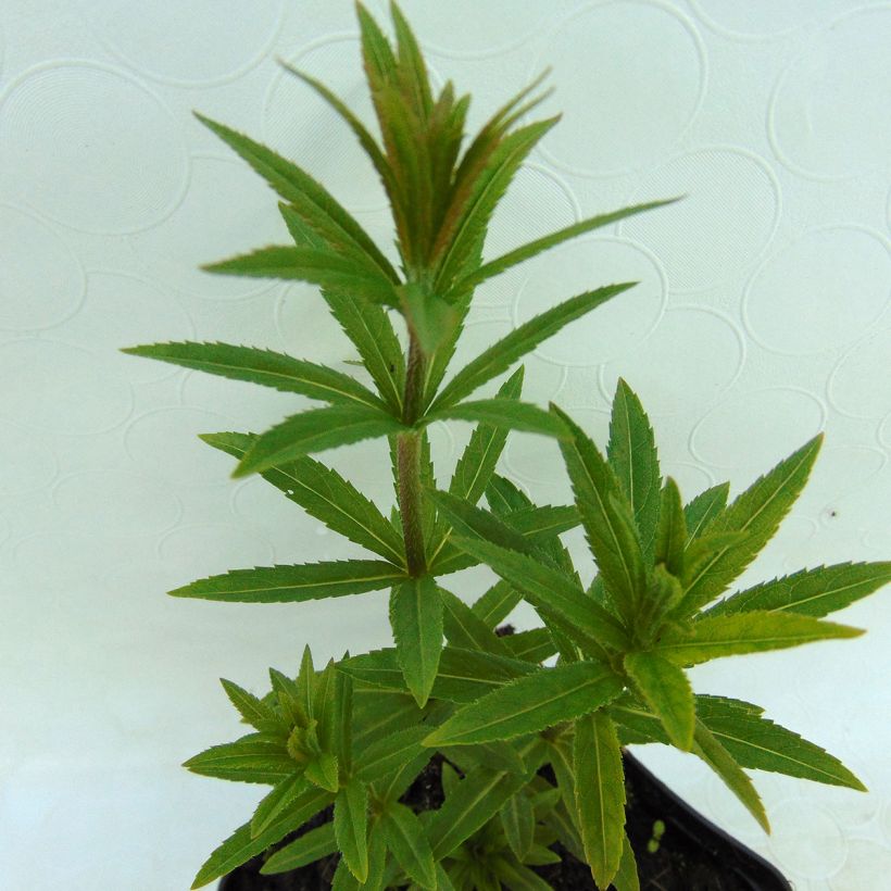 Veronicastrum virginicum var. album - Véronique de Virginie blanche (Foliage)