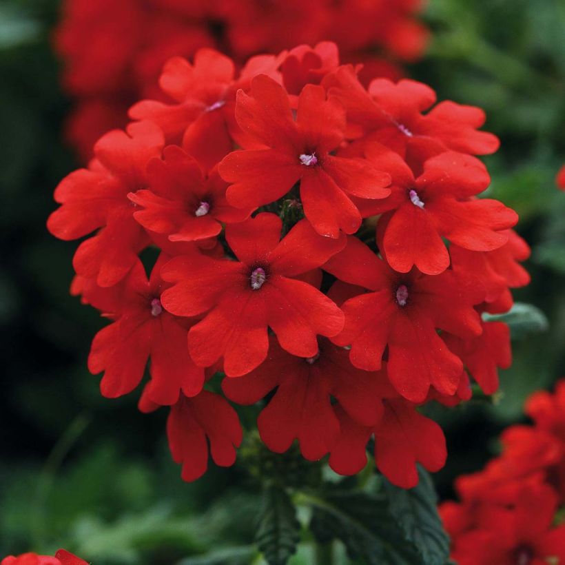 Verveine Endurascape Lava Red - Verveine des jardins (Flowering)