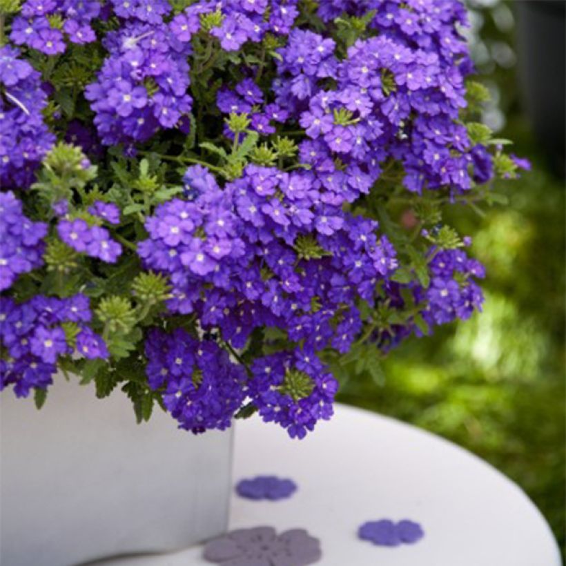Verveine Vepita Pearl Blue (Plant habit)