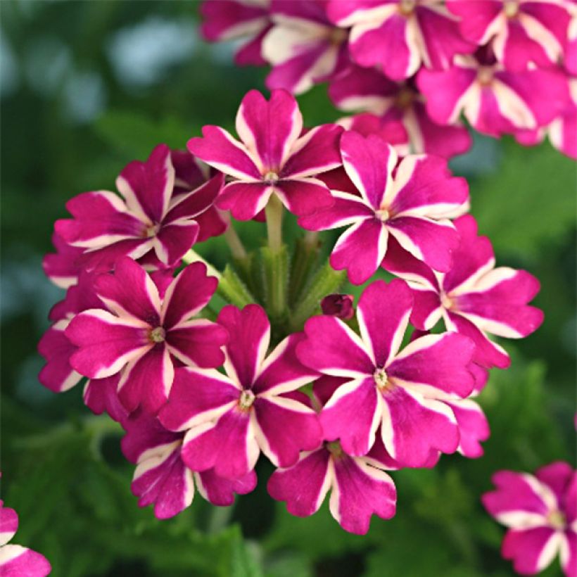 Verveine Estrella Merlot Star (Flowering)