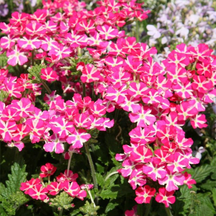 Verveine Superbena Coral Star (Flowering)