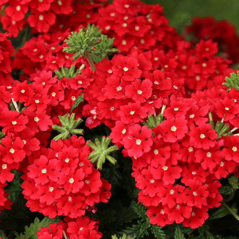 Verveine Superbena Royale Red (Flowering)