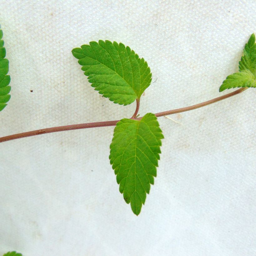 Verveine Sucrante BIO - Lippia dulcis (Foliage)