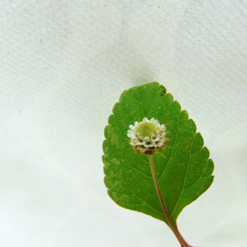 Verveine Sucrante BIO - Lippia dulcis (Flowering)