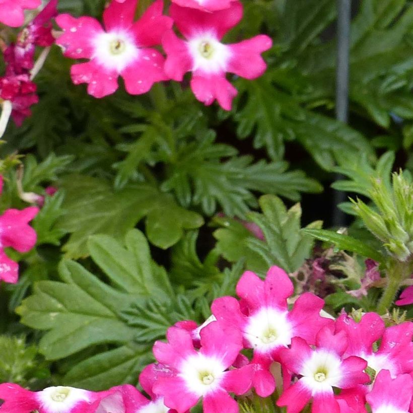 Verveine Virgo Candy Cane (Foliage)
