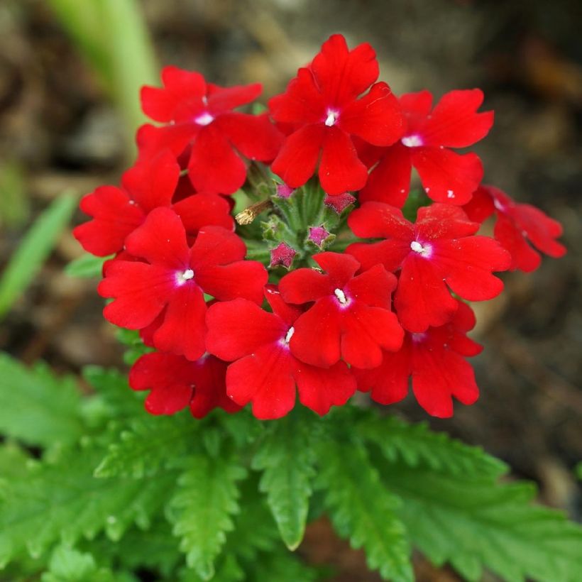 Verveine Vepita Dark Red - Verveine des jardins (Flowering)