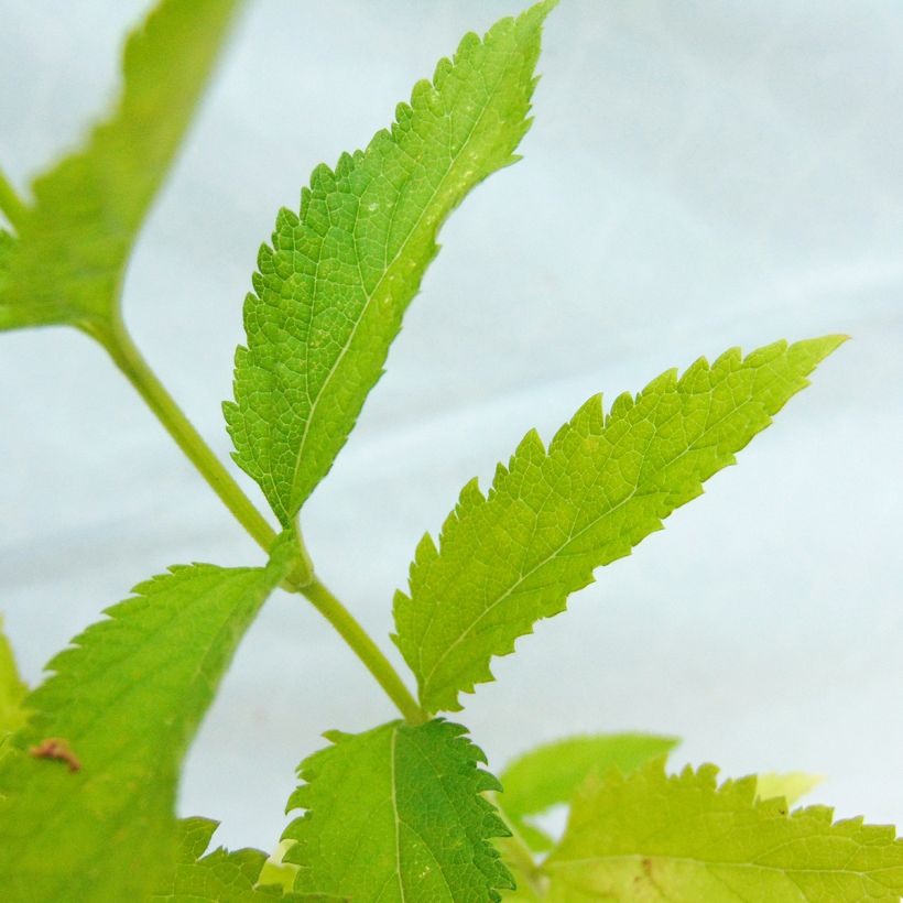 Verveine - Verbena hastata Alba (Foliage)