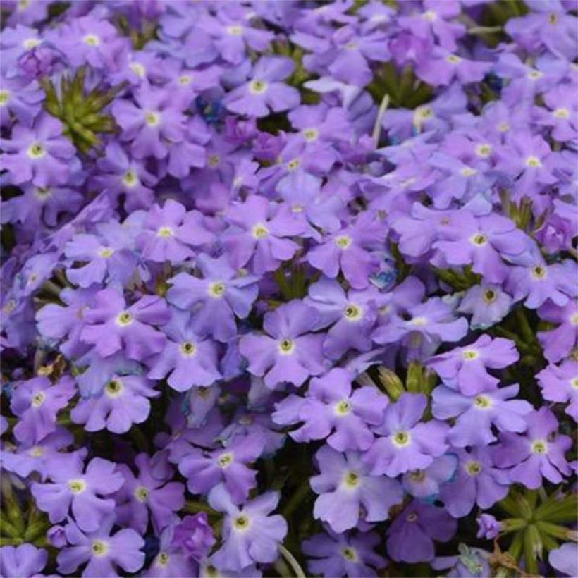Verveine Virgo Sky Blue (Flowering)