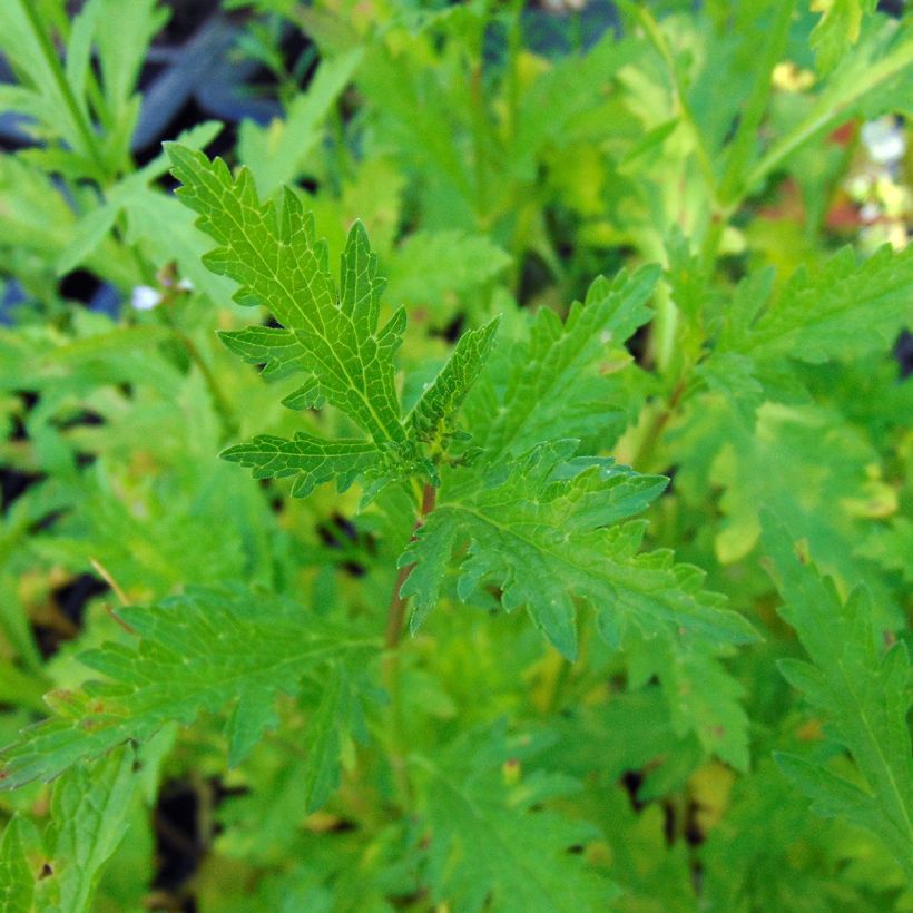 Verveine officinale - Verbena officinalis (Foliage)