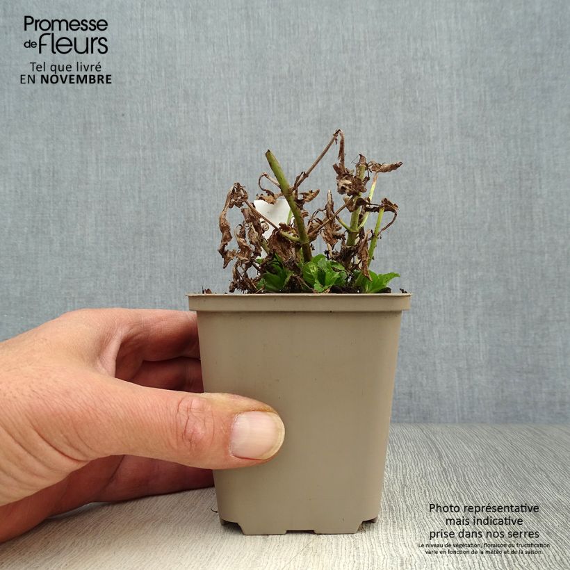 Example of Verveine officinale - Verbena officinalis Godet de 8/9 cm as you get in automne