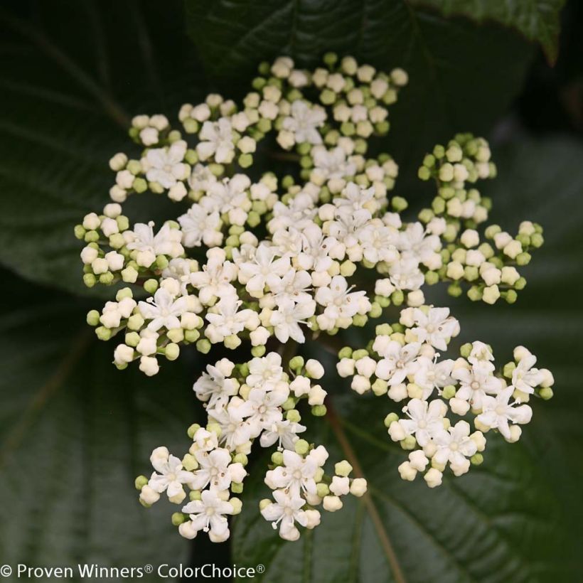 Viorne - Viburnum Shiny Dancer (Flowering)