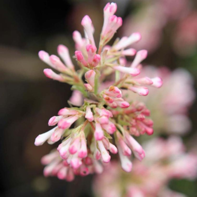 Viorne d'hiver - Viburnum bodnantense Charles Lamont. (Flowering)