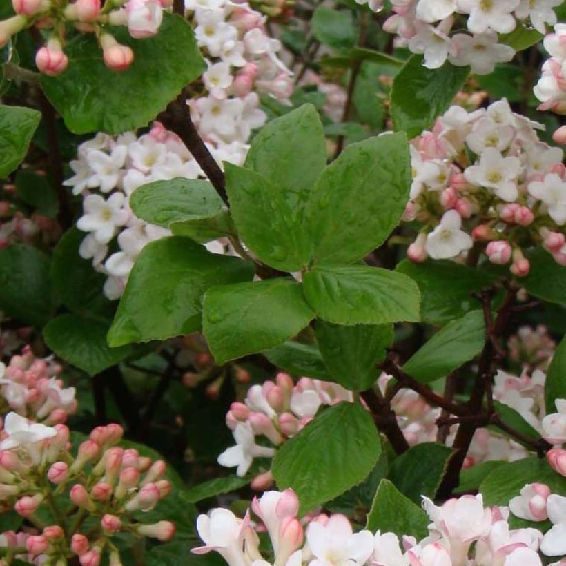 Viorne de Burkwood - Viburnum burkwoodii Ann Russell (Foliage)