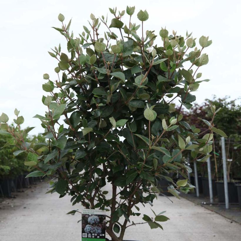 Viorne de Burkwood - Viburnum burkwoodii Ann Russell (Plant habit)