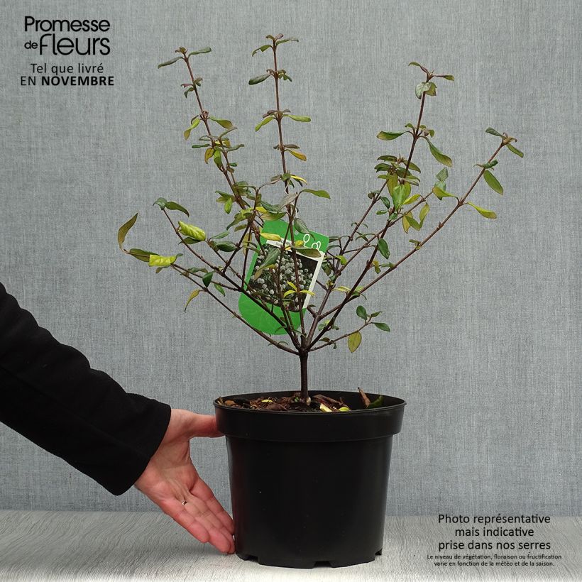 Example of Viburnum burkwoodii Conoy - Viorne de Burkwood  Pot de 4L/5L as you get in automne