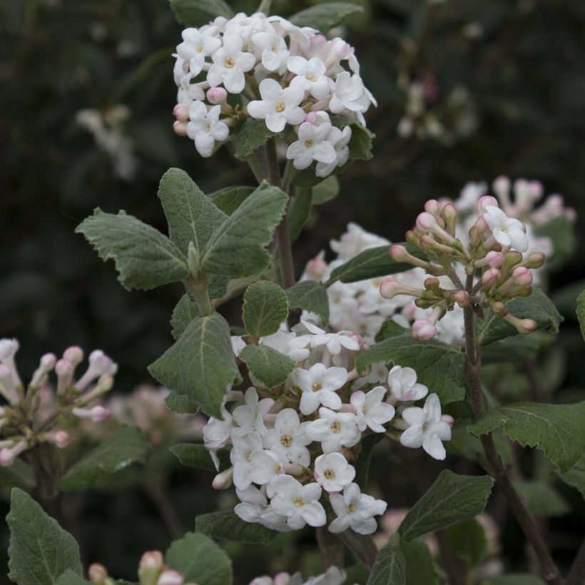 Viburnum carlesii - Viorne de Carle (Flowering)