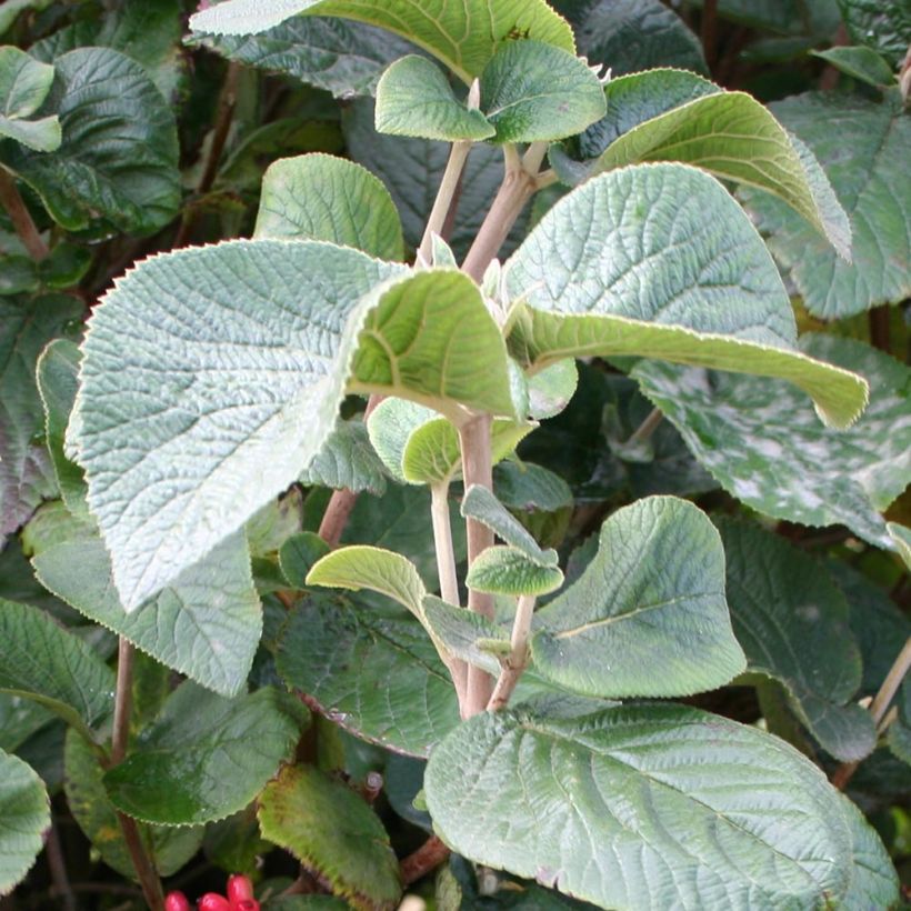 Viburnum carlesii Juddii - Viorne (Foliage)