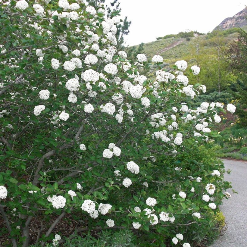 Viburnum carlesii Juddii - Viorne (Plant habit)