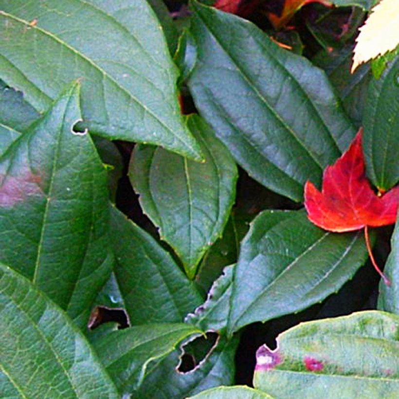 Viburnum davidii - Viorne de David (Foliage)