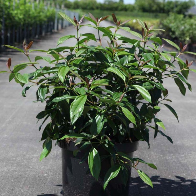 Viorne de David - Viburnum davidii Angustifolium (Plant habit)