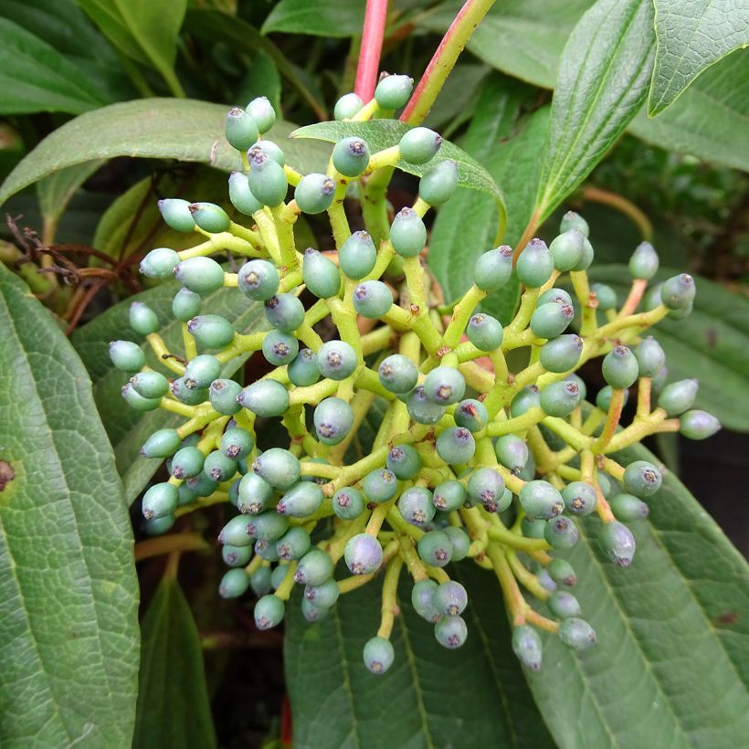 Viburnum davidii - Viorne de David (Harvest)