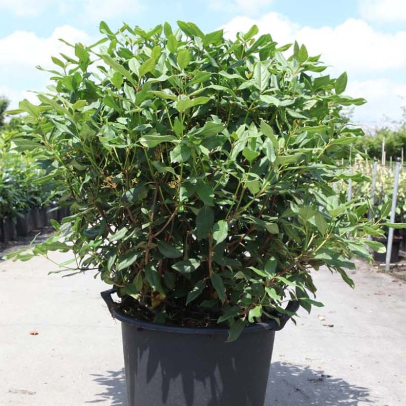 Viorne - Viburnum globosum Jermyns Globe (Plant habit)