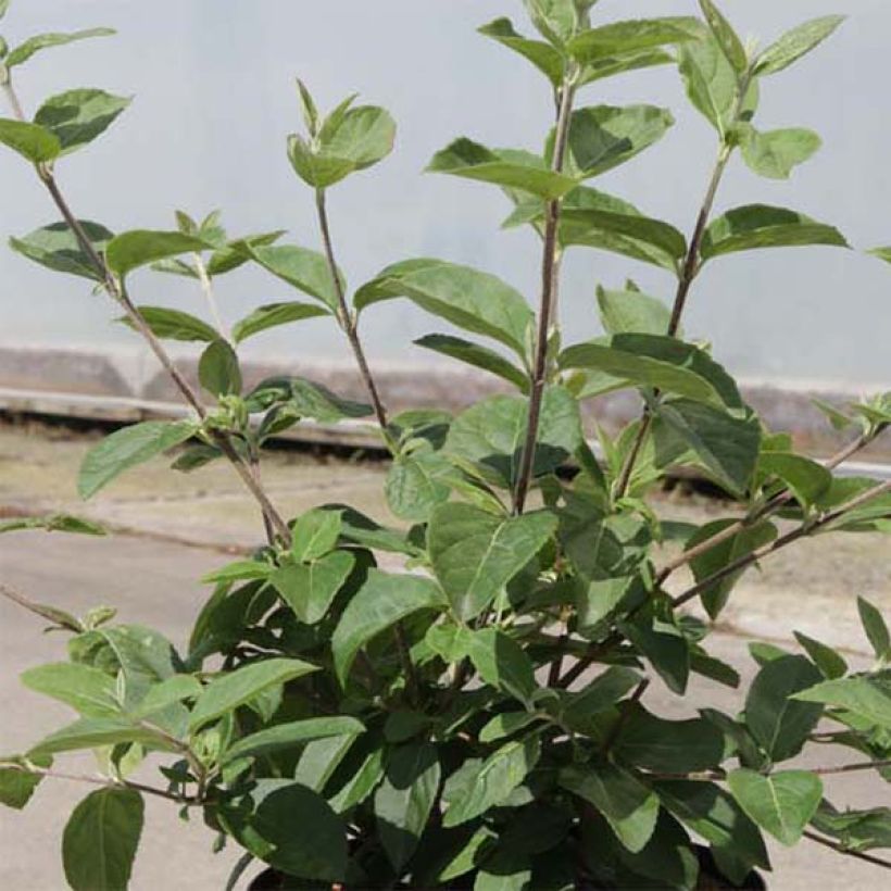 Viburnum macrocephalum Happy Fortuna - Viorne à grosse tête (Foliage)