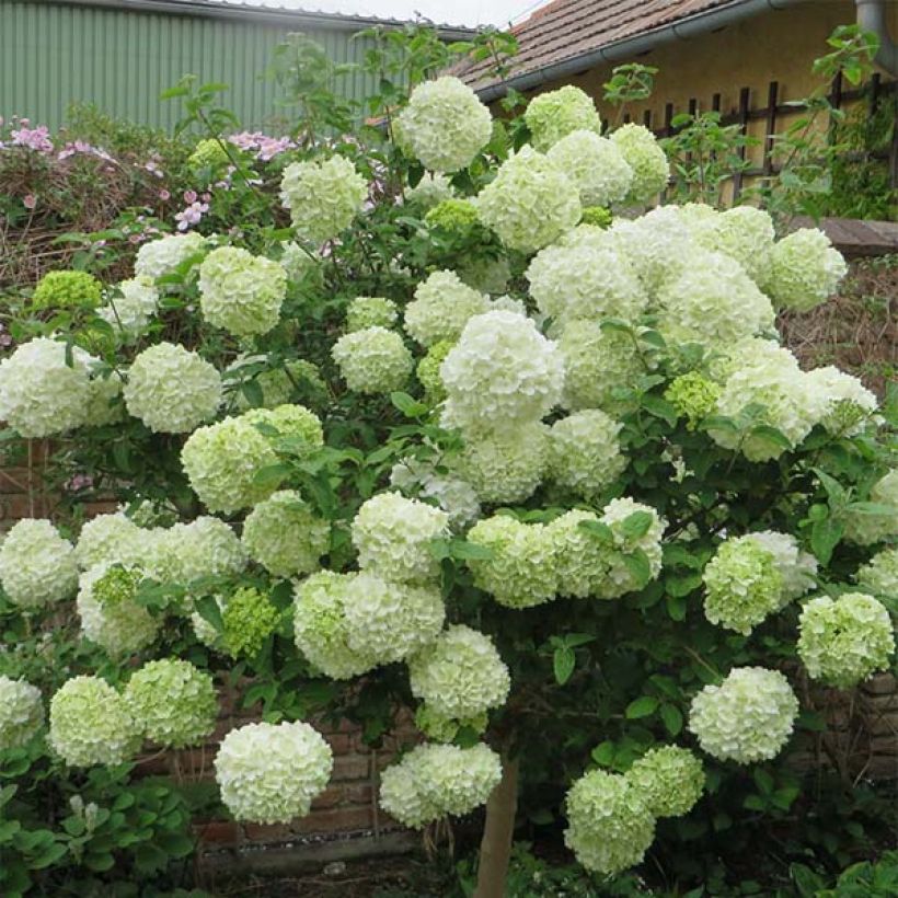 Viburnum macrocephalum Happy Fortuna - Viorne à grosse tête (Flowering)