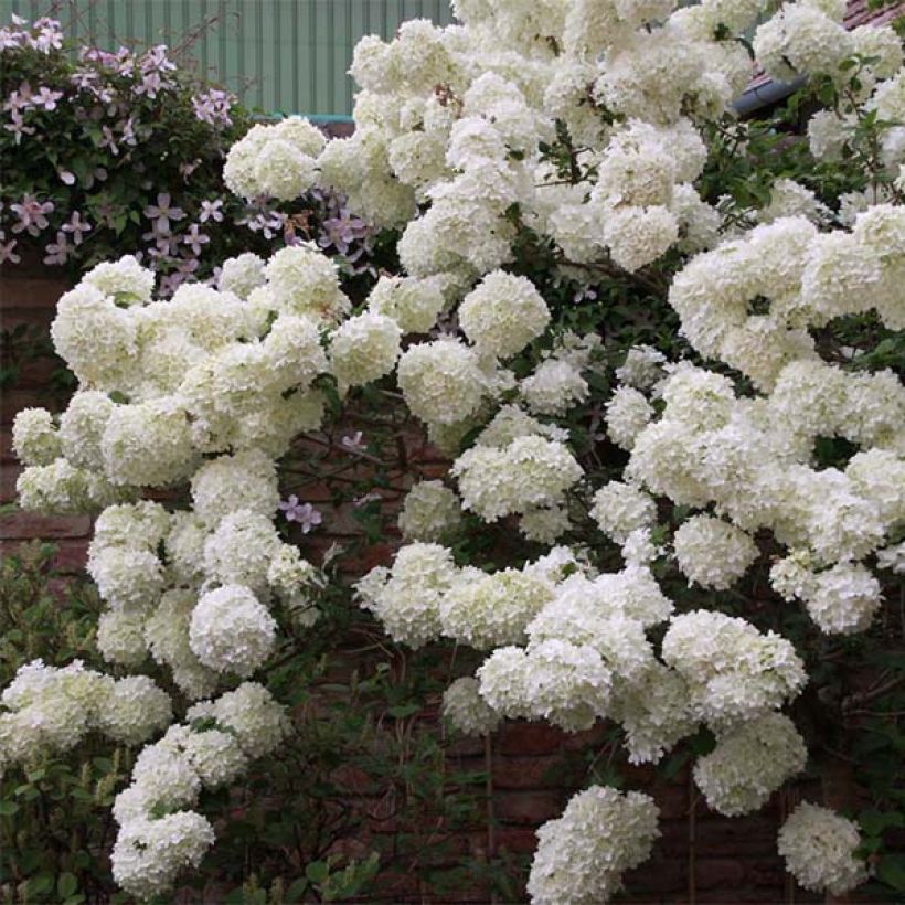 Viburnum macrocephalum Happy Fortuna - Viorne à grosse tête (Plant habit)