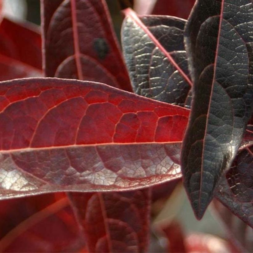 Viorne - Viburnum nudum Brandywine (Foliage)