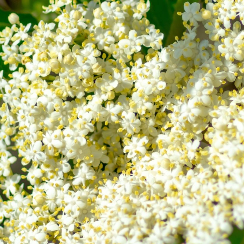 Viorne - Viburnum nudum Brandywine (Flowering)