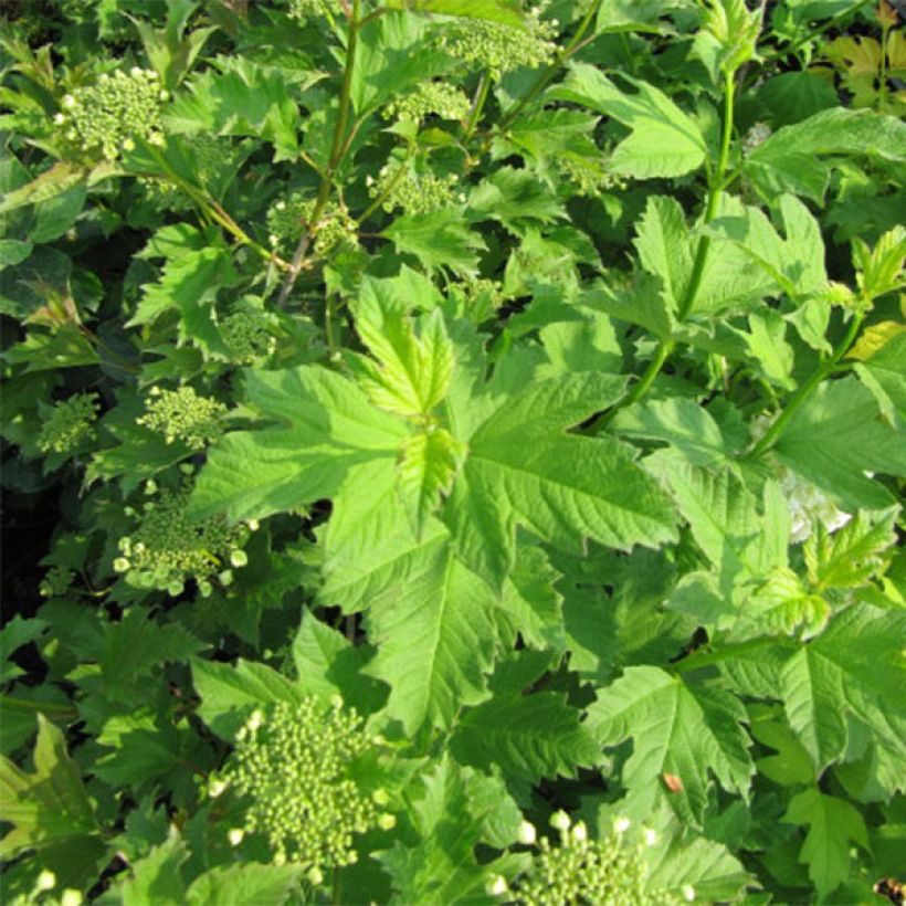 Viburnum opulus Xanthocarpum - Viorne obier (Foliage)