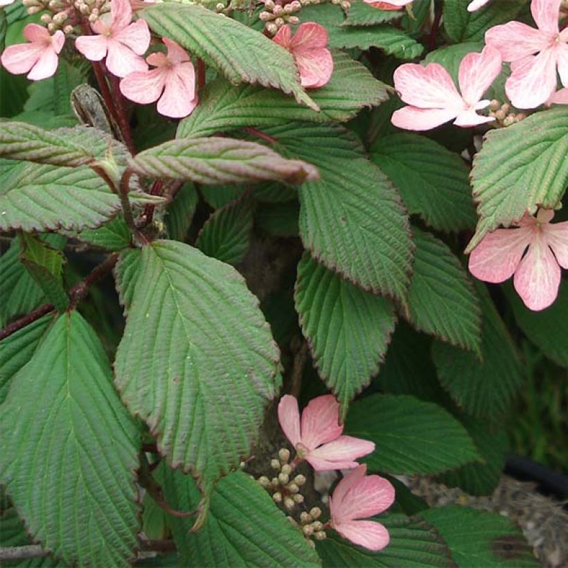 Viorne de Chine - Viburnum plicatum Molly Schroeder (Foliage)