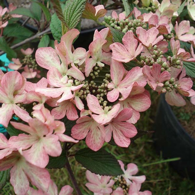 Viorne de Chine - Viburnum plicatum Molly Schroeder (Flowering)