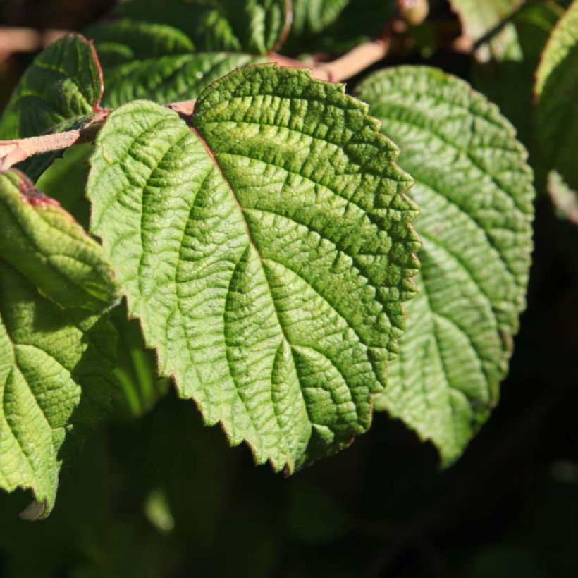 Viorne de Chine - Viburnum plicatum Shasta (Foliage)