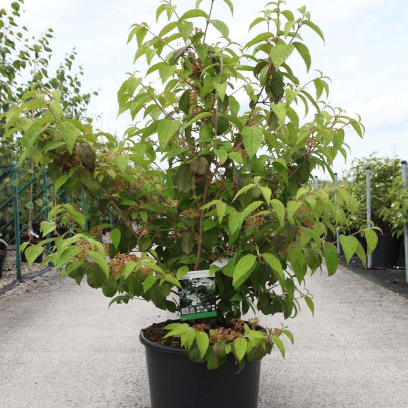 Viorne de Chine - Viburnum plicatum Shasta (Plant habit)