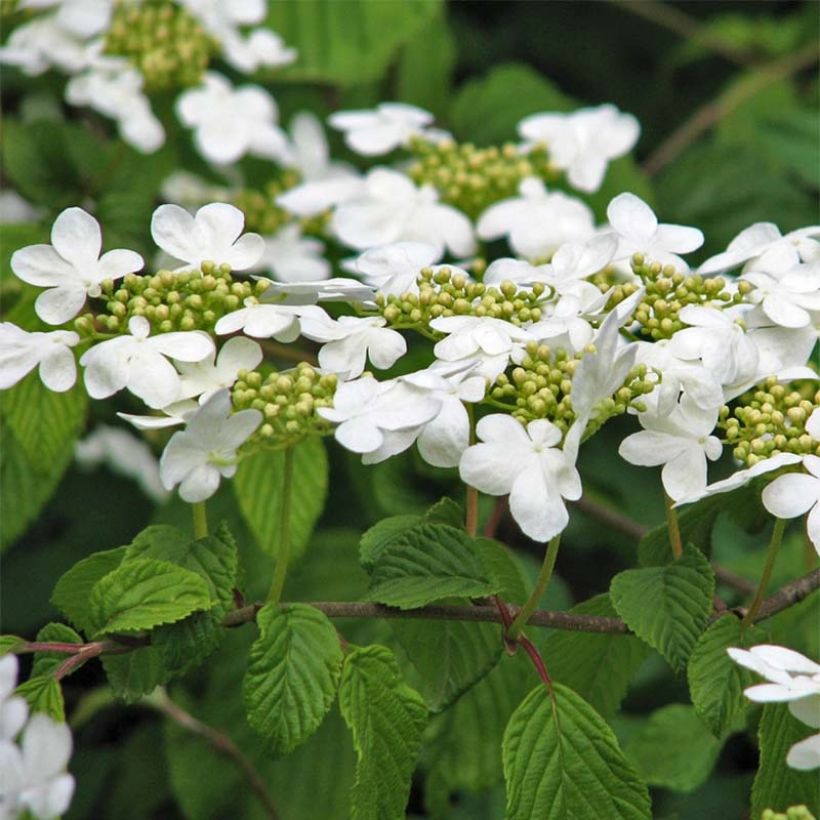 Viorne de Chine - Viburnum plicatum Tomentosum (Flowering)