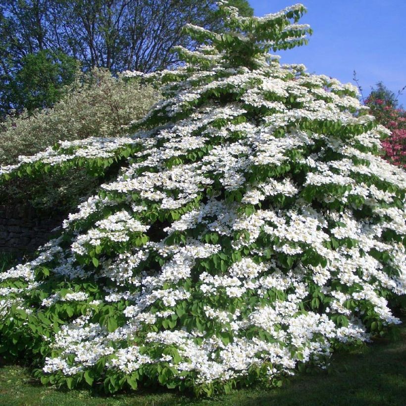 Viorne de Chine - Viburnum plicatum Tomentosum (Plant habit)