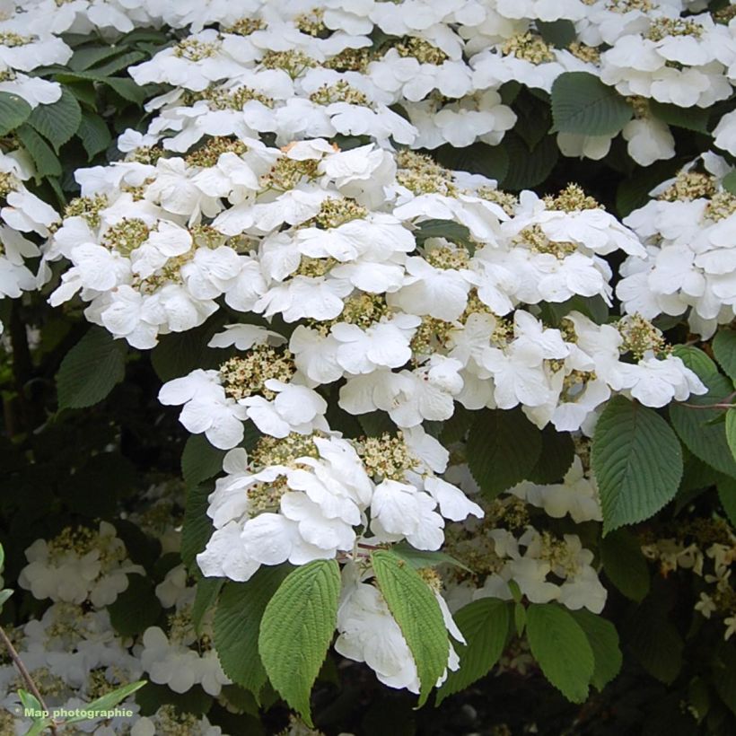 Viorne - Viburnum plicatum Lanarth (Flowering)