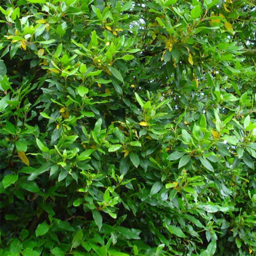 Viburnum tinus Spirit - Laurier tin (Foliage)