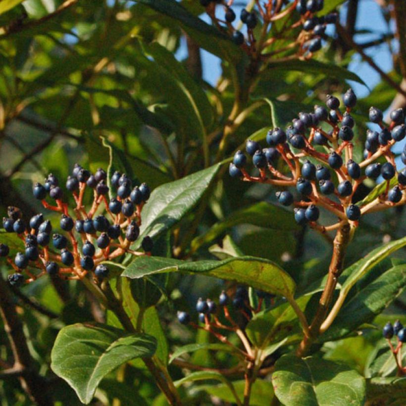 Viburnum tinus Spirit - Laurier tin (Harvest)