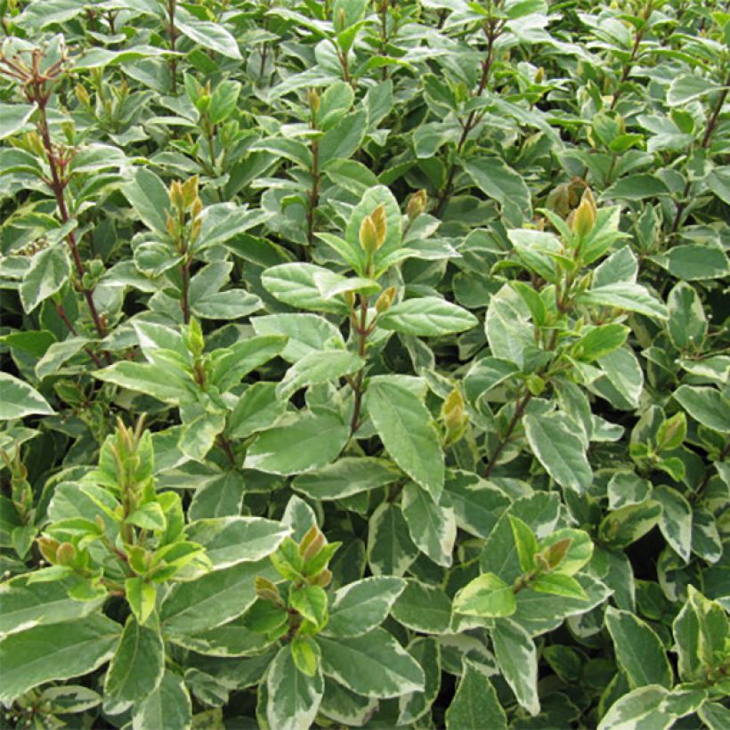 Laurier Tin - Viburnum tinus Variegatum (Foliage)