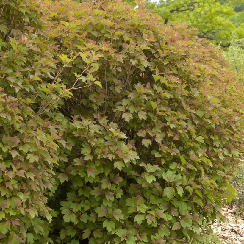 Viorne trilobée - Viburnum trilobum Bailey Compact (Plant habit)