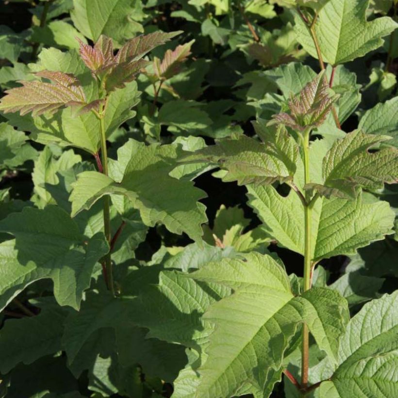 Viorne trilobée - Viburnum trilobum Wentworth (Foliage)