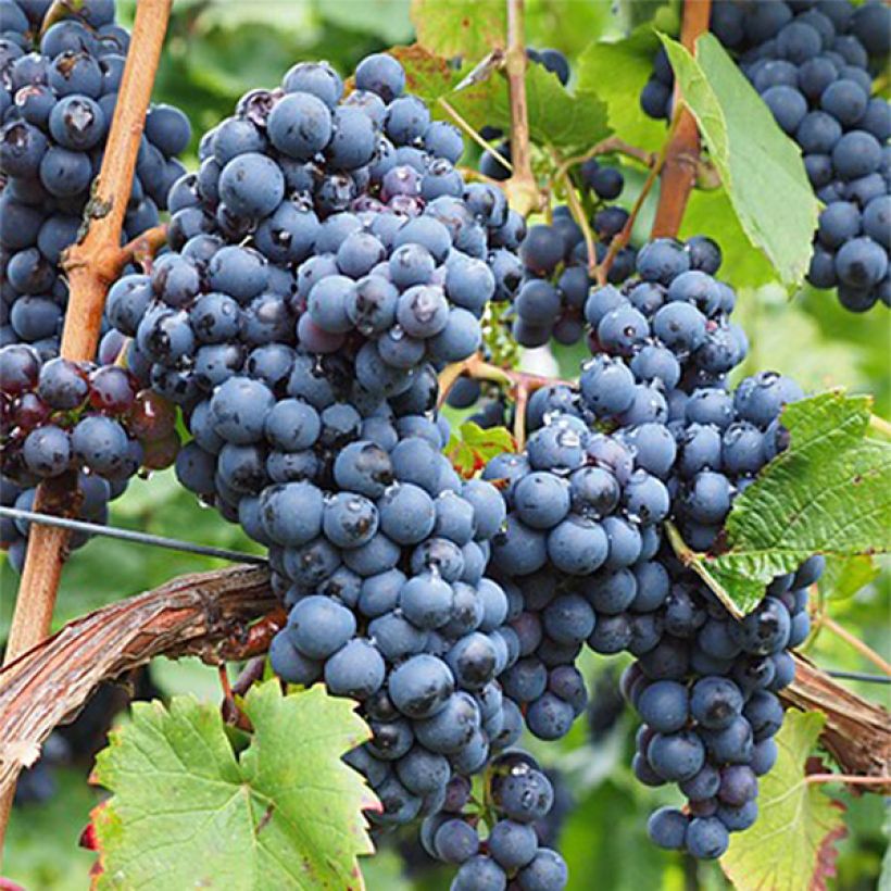 Vigne Ampelia Aladin (Harvest)