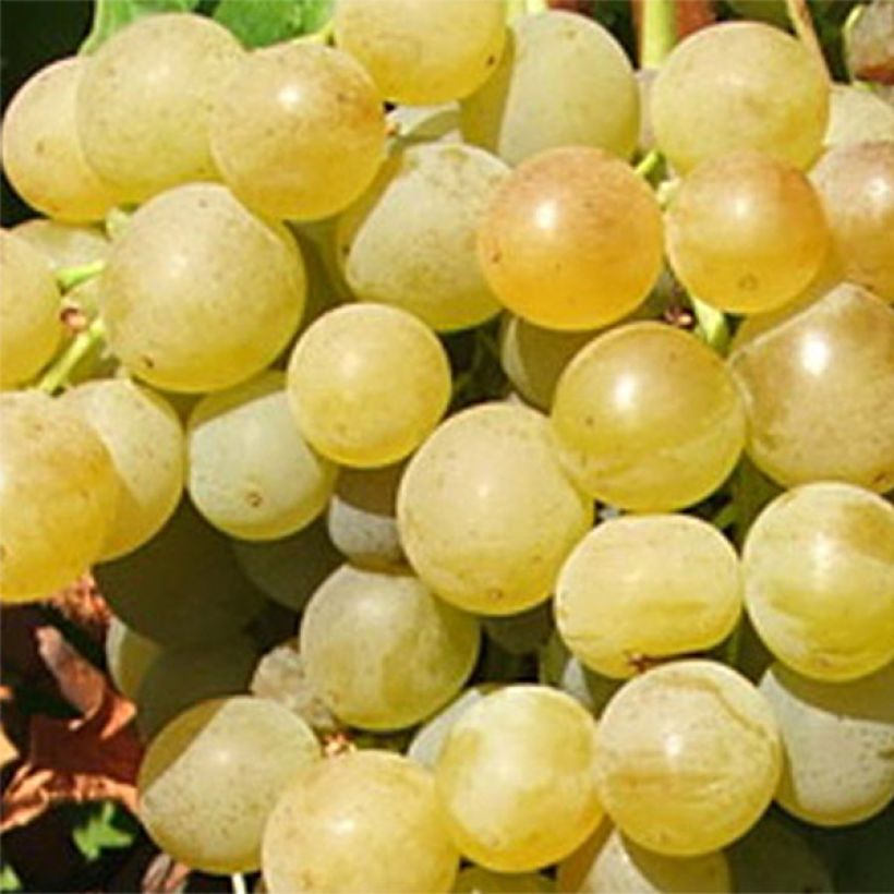 Vigne Ampelia Candin (Harvest)
