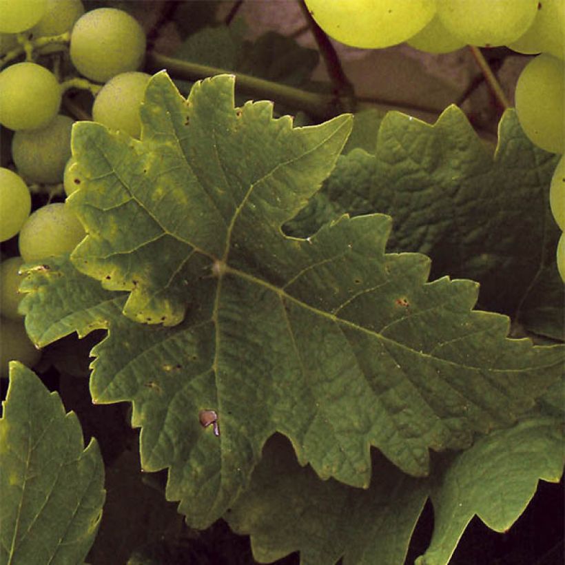 Vigne Ampelia Perdin (Foliage)