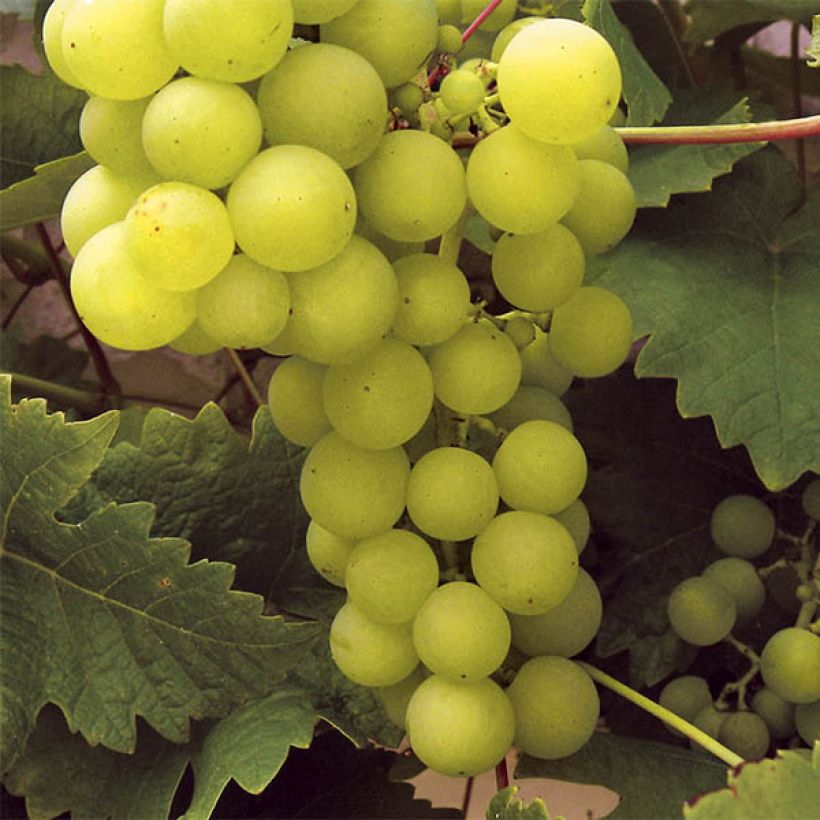 Vigne Ampelia Perdin (Harvest)